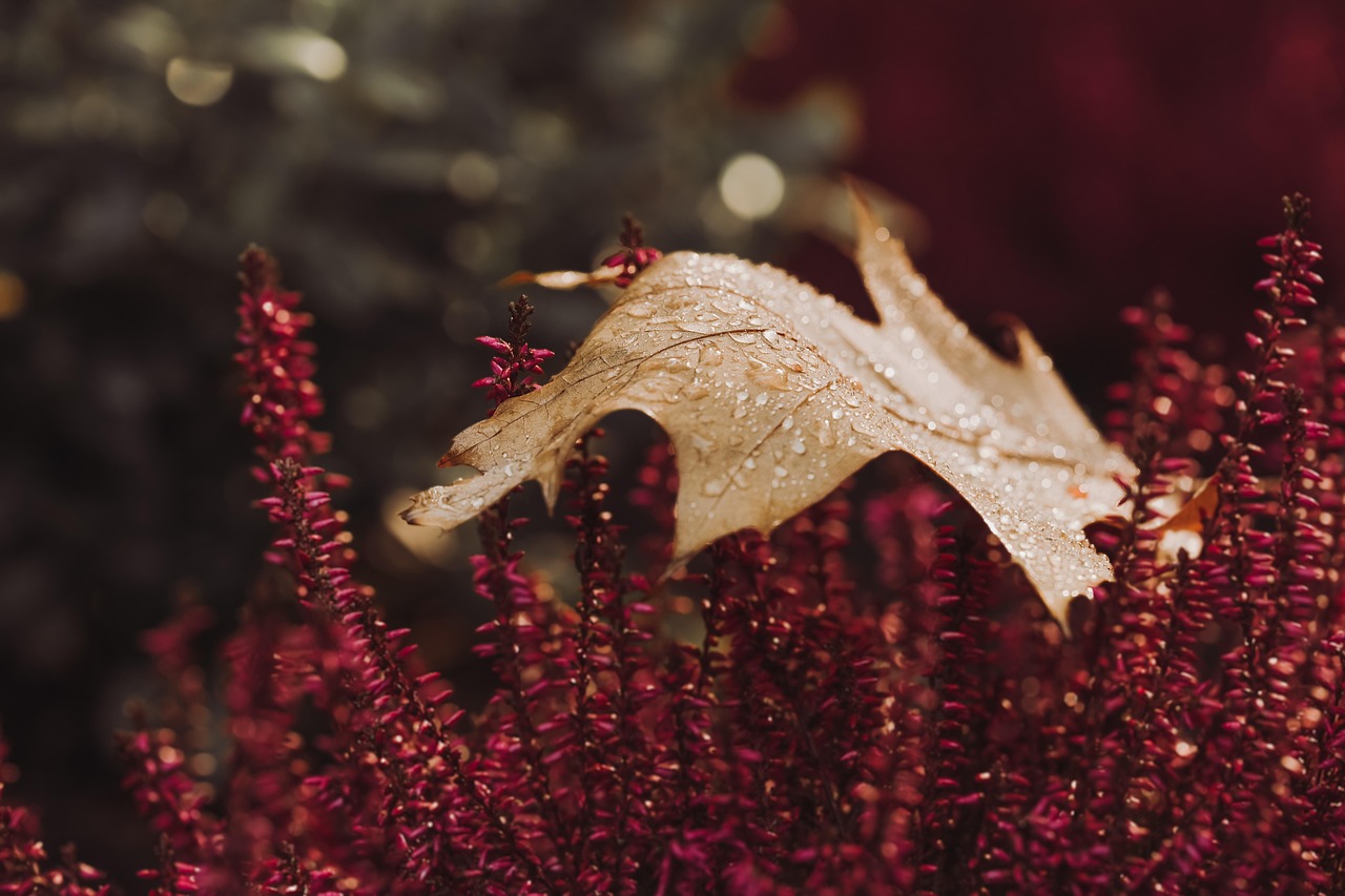 Regen drupt kalm op herfstbladeren in de tuin. Regen drupt kalm op herfstbladeren in de tuin.